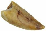 Serrated, Raptor Premaxillary Tooth - Real Dinosaur Tooth #291514-1